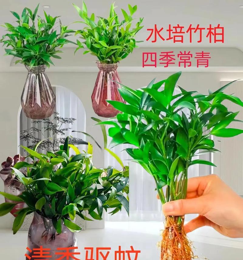 家里适合养哪些水培植物？水培植物的养护技巧是什么？