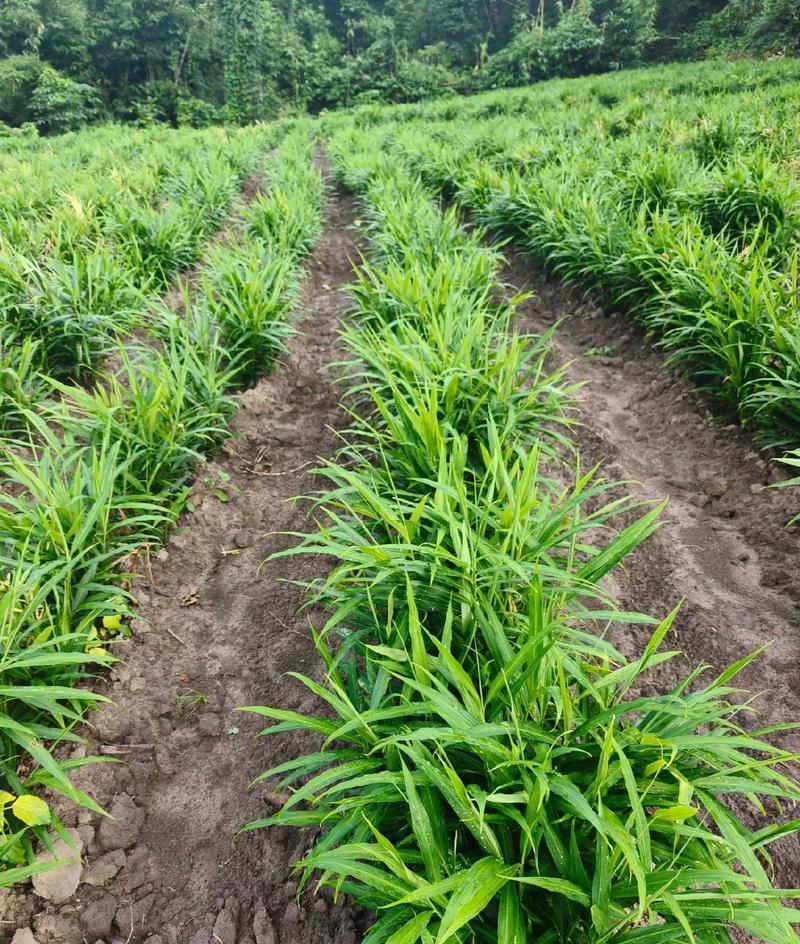 如何用生姜来种植植物？