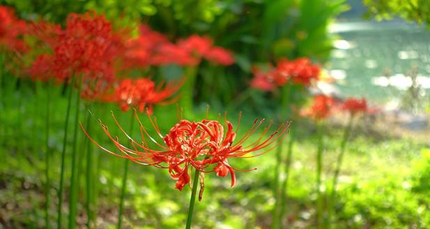 松花菜的花语和寓意是什么？