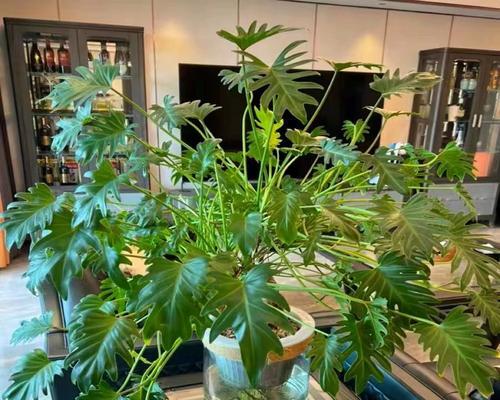 盆景绿植花卉有哪些受欢迎的品种？如何选择适合的盆景花卉品种？