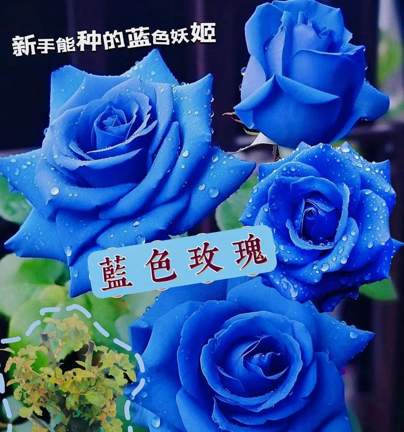 玫瑰花有哪些种类？每种玫瑰花代表什么意义？