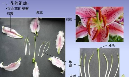 姜百合的植物学分类是什么？