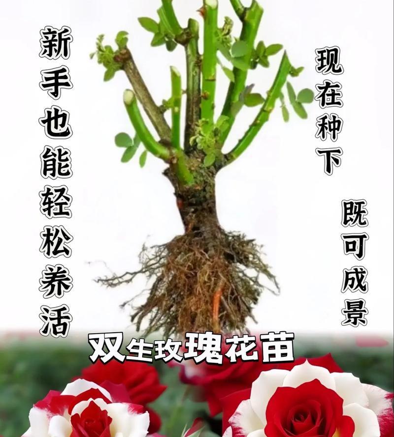 种满玫瑰花的花语是什么？表达什么情感？