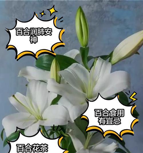 如何正确修剪百合花以保持其美丽？