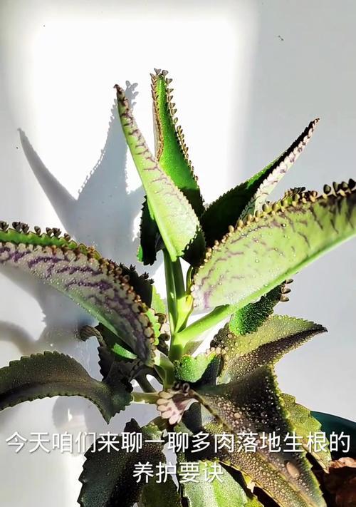 植物生根慢如何补救？有哪些方法可以促进植物生根？