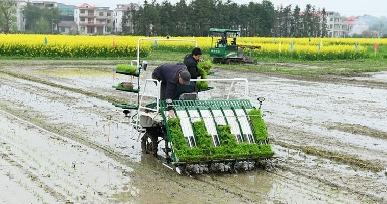 水稻田移栽的过程及其重要性是什么？