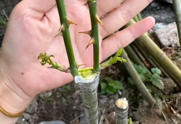 植物的繁殖方式有哪些？不同方式的繁殖技巧是什么？