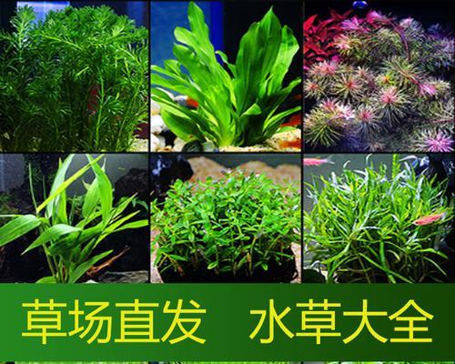 彩色鱼缸植物的养殖方法是什么？如何保持植物色彩鲜艳？