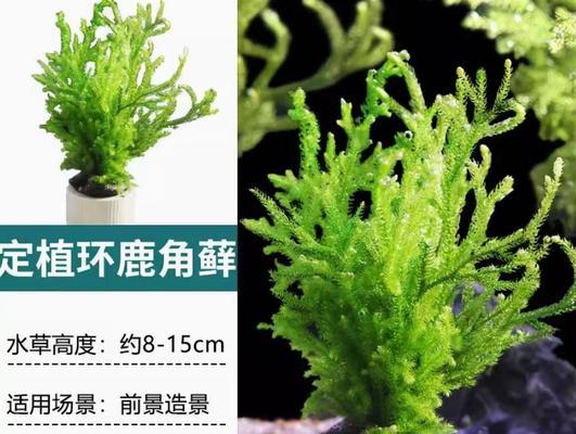 彩色鱼缸植物的养殖方法是什么？如何保持植物色彩鲜艳？