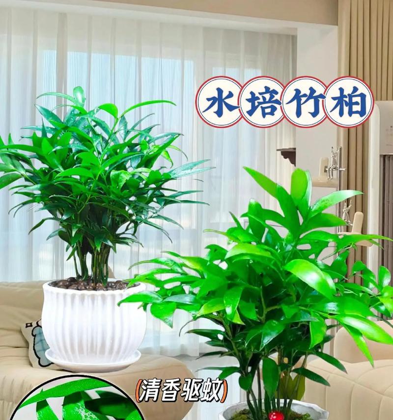 哪些植物具有驱蚊效果？驱蚊植物的使用方法是什么？