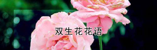 并蹄莲的花语有哪些？它在花卉语言中传达了哪些信息？