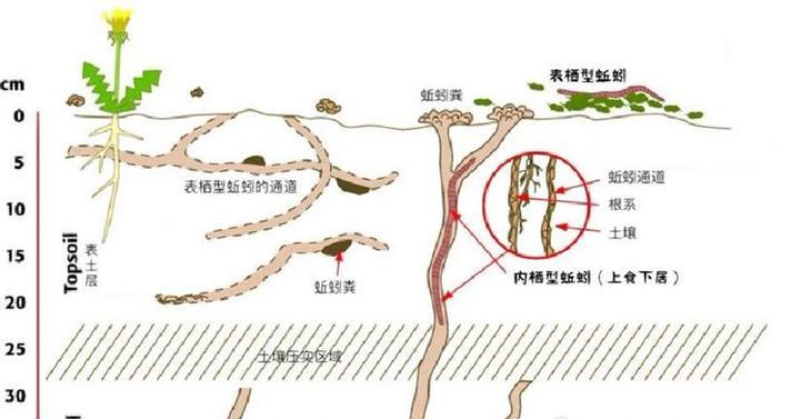 泥土海边动植物怎么养？有哪些注意事项？