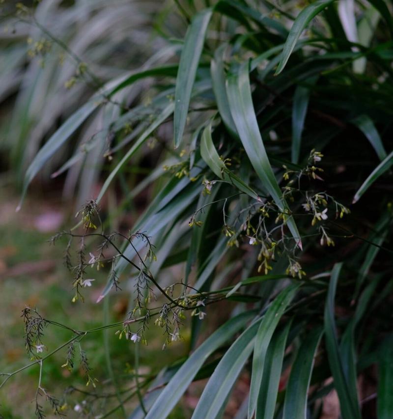 草菅人命的植物是什么？它有哪些危险特性？