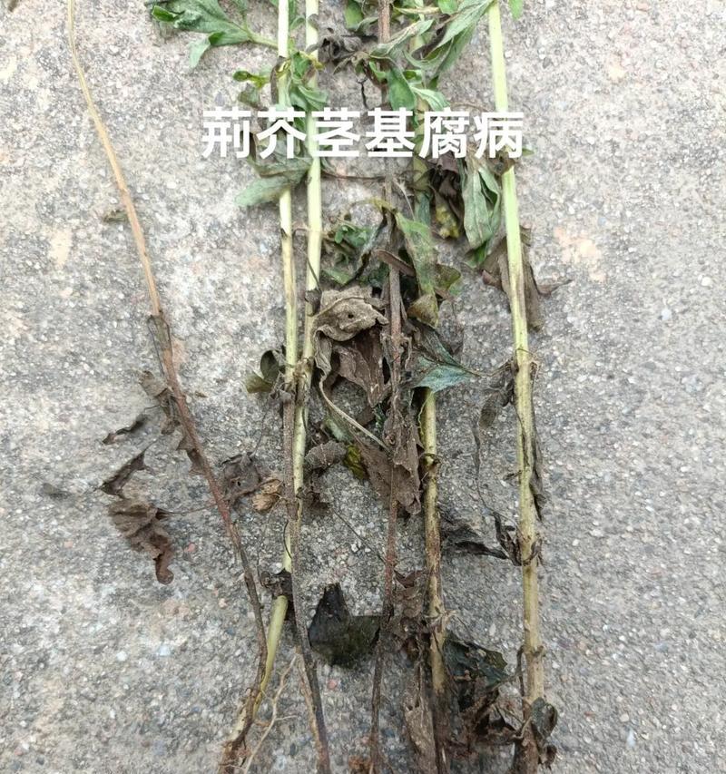 植物中药整株保存的最佳方法是什么？