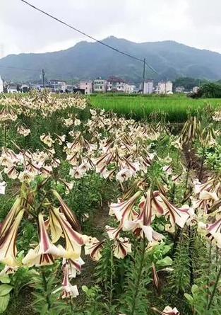 道具百合花在游戏中的花语是什么？