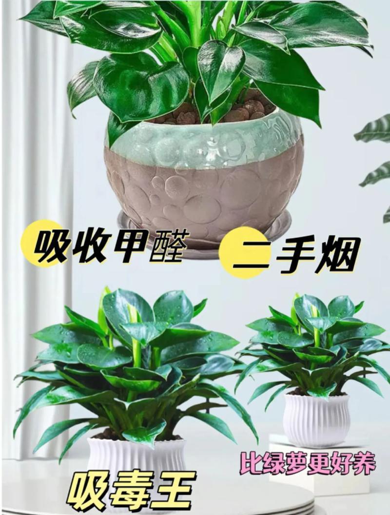 植物盆栽耐活多久可以移栽？盆栽植物的最佳移栽时间是什么时候？