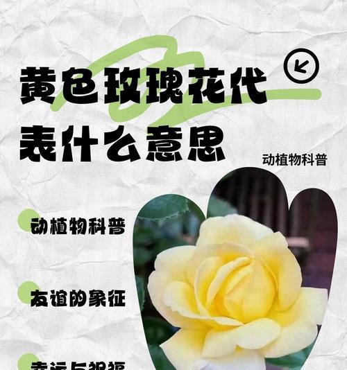 玫瑰花改名也芳香如故是什么含义？