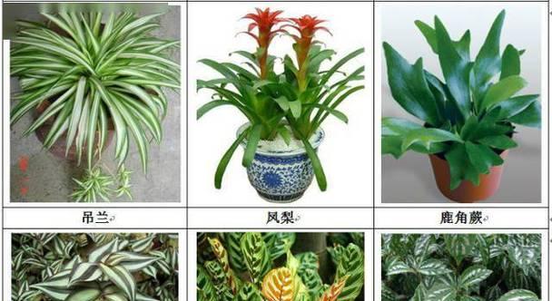 乔本植物包括哪些种类？它们的特点是什么？