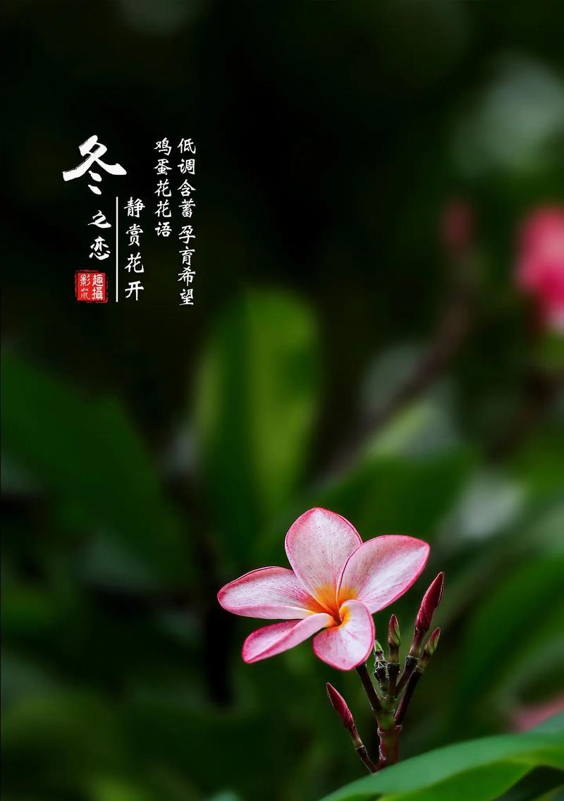 鸡蛋花代表的花语是什么？