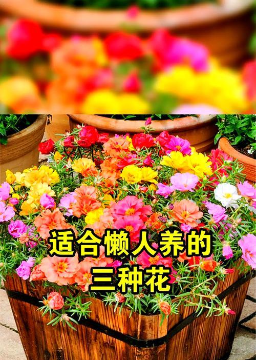 花都汇的特色花卉有哪些？特色花卉的养护方法是什么？