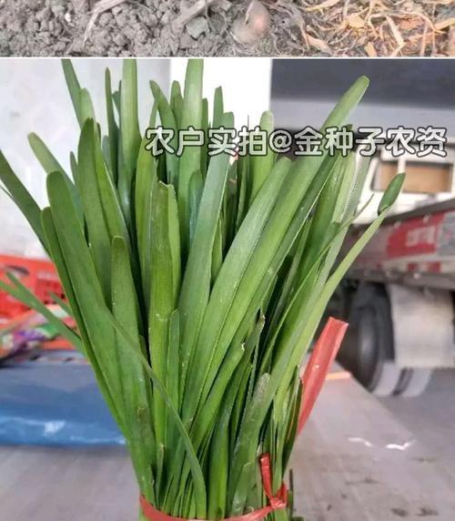 盆栽紫韭菜籽的种植方法是什么？如何保证其成活率？