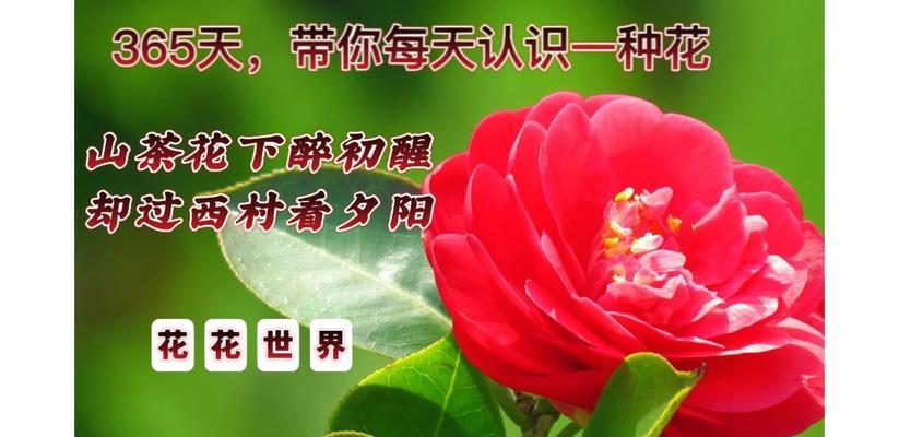 茶花的花语有哪些？茶花象征着什么？