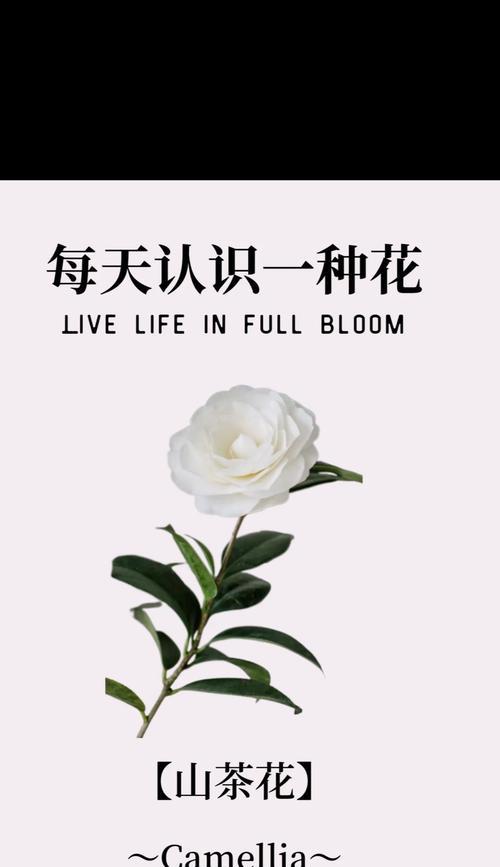 茶花的花语有哪些？茶花象征着什么？