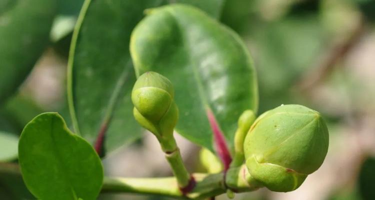 红树植物包括哪些种类？红树植物的生态价值是什么？