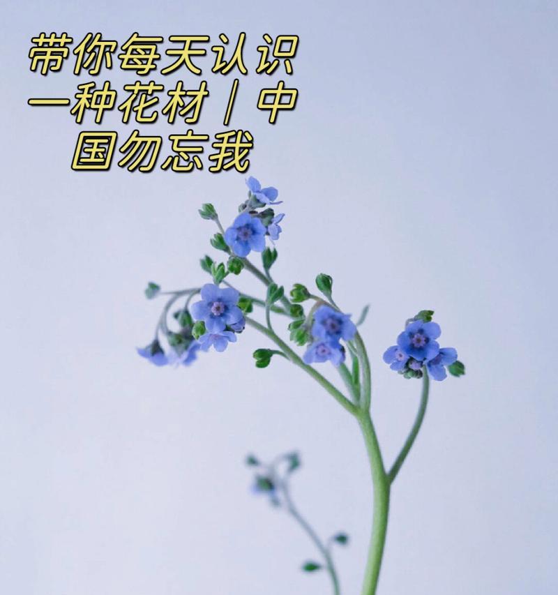 勿忘我花的花语代表什么？