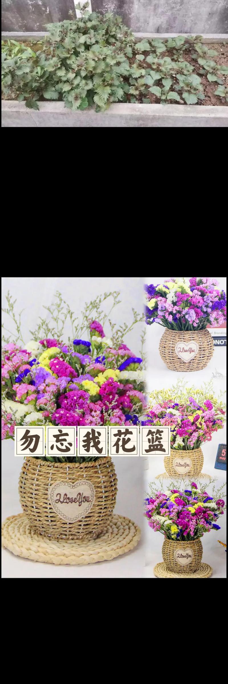 勿忘我花的花语代表什么？