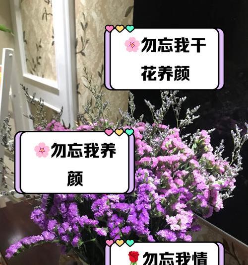 勿忘我花的花语代表什么？