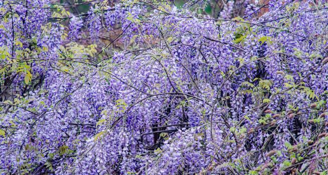 章贡区附近花卉市场在哪里？有哪些特色花卉？