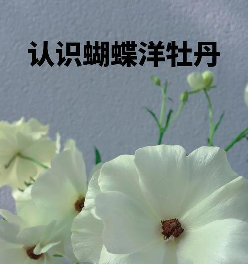 花卉与蝴蝶的组合在花语中代表了什么？