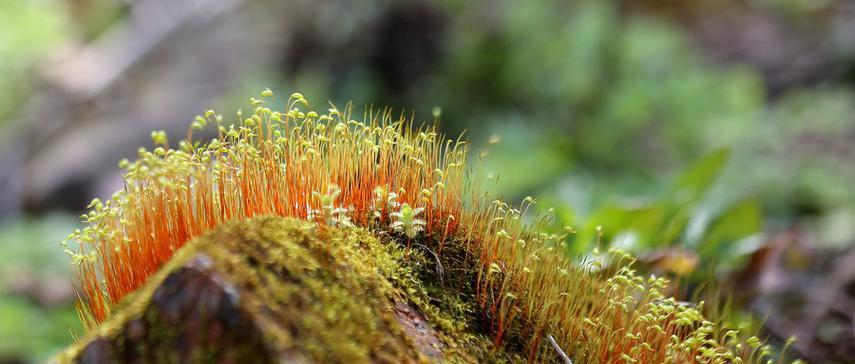 苔藓周围适合生长哪些植物？这些植物的特性是什么？