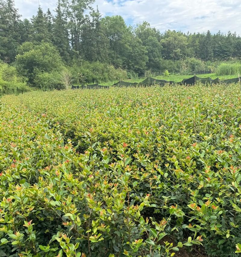 油茶盆栽用什么土种植？如何保证油茶盆栽的健康生长？