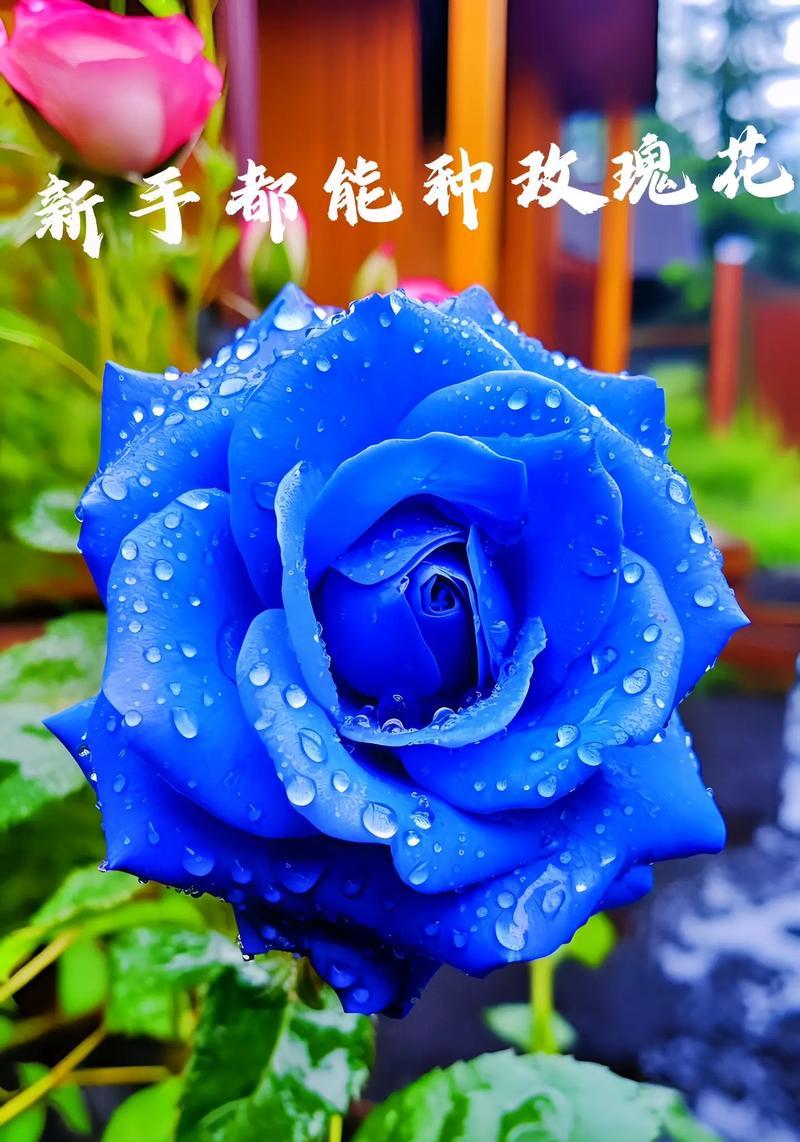 碎片玫瑰花的象征意义是什么？碎片玫瑰花在花语中代表什么？