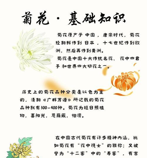 春节送菊花有什么寓意？菊花在春节文化中代表什么？