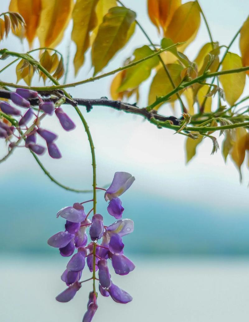 紫藤萝花象征着什么？紫藤萝花的花语有哪些？