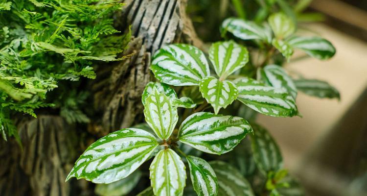 多久浇一次冷水对植物有害？浇冷水后植物会有什么反应？