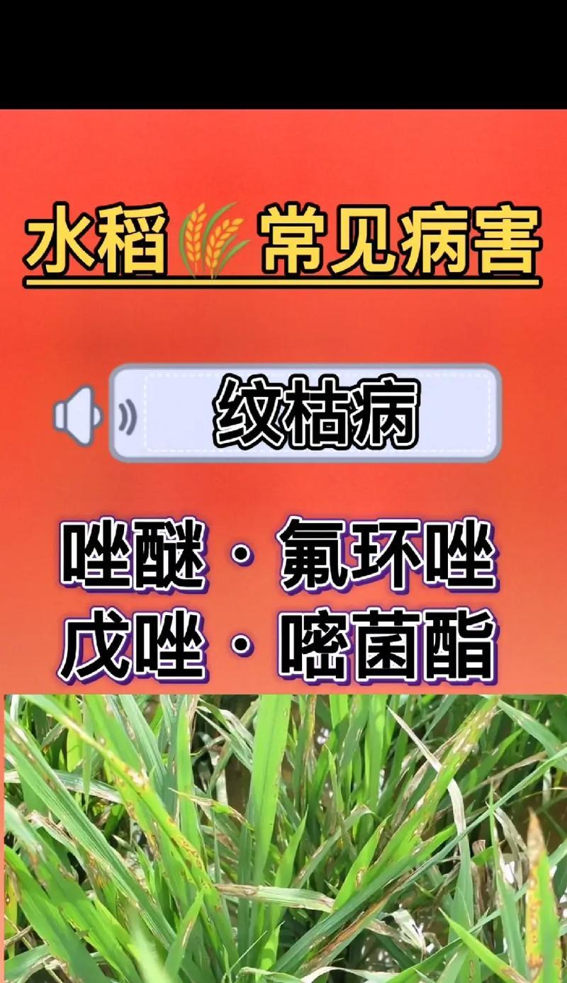 水稻倒生现象的原因及影响是什么？