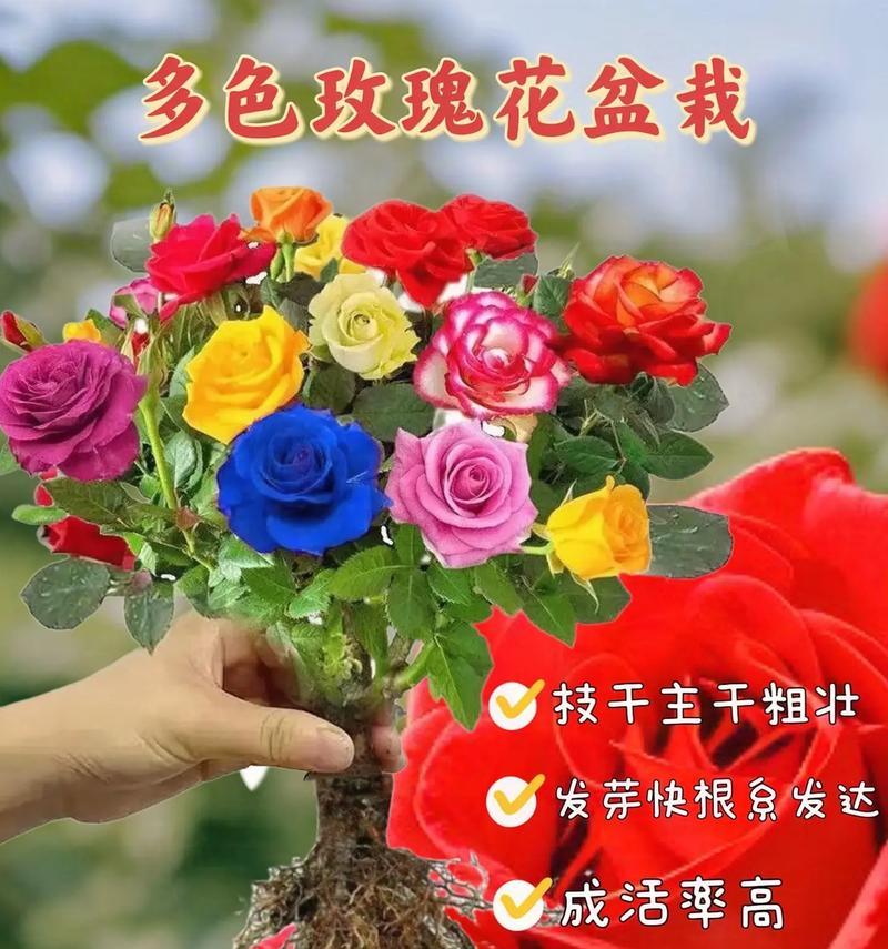 从身后送玫瑰花代表什么？这种送花方式有何特殊含义？