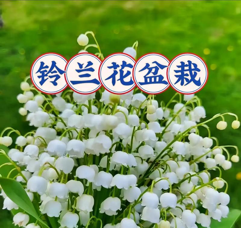 哪种花的花语代表美好？