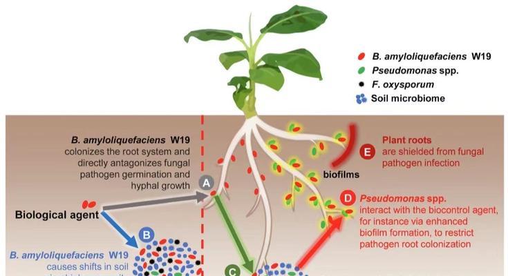 植物添加碳肥的最佳方法是什么？碳肥对植物生长有何影响？