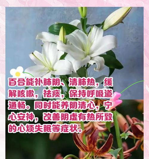 百合花象征着什么闭口含义？