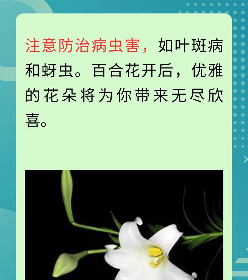 百合花象征着什么闭口含义？