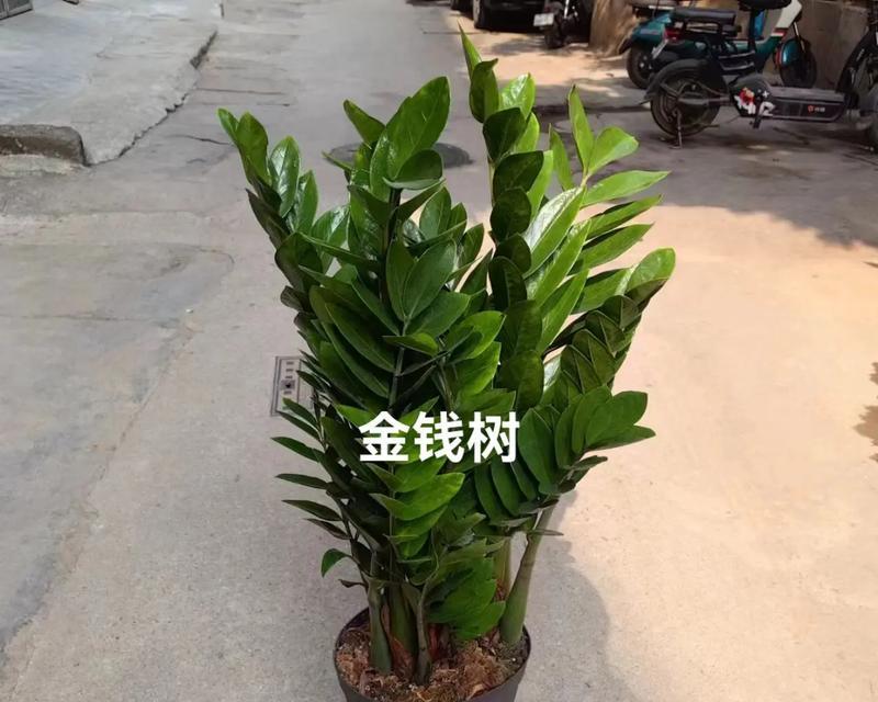 仙游地区流行的花卉绿植盆栽有哪些？它们的养护要点是什么？