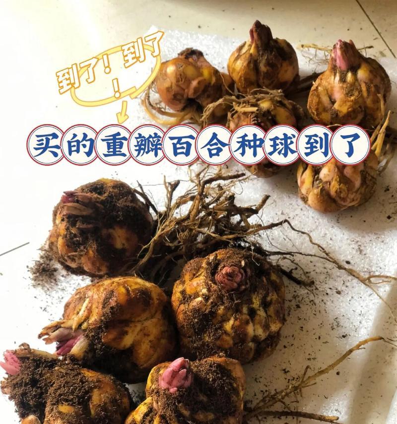 烂掉的百合种球如何处理？种植后如何确保成活？