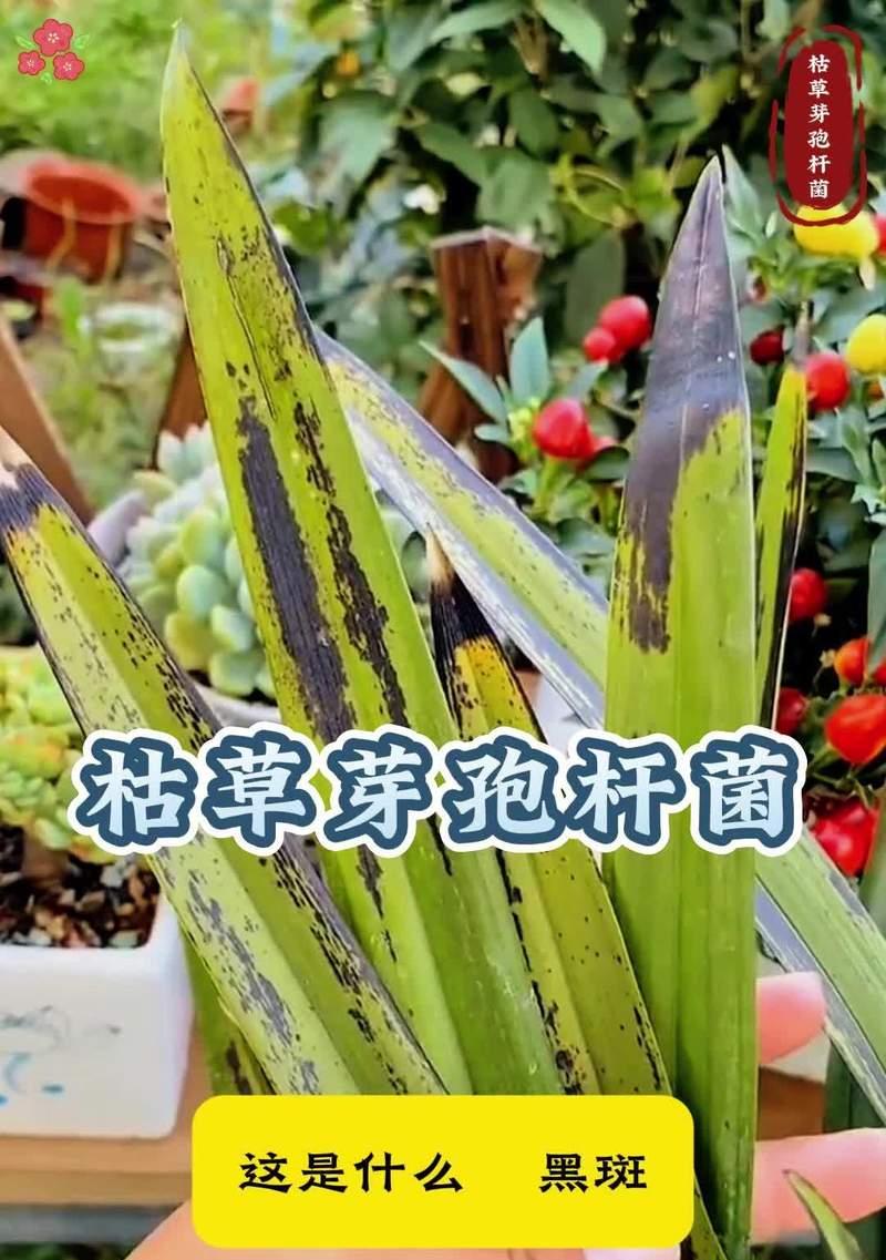 植物保温棚冬天怎么养？有哪些注意事项？