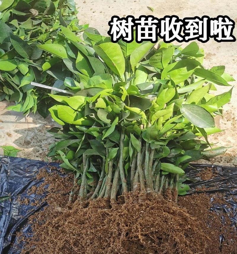 盆栽风景种植适合哪些树苗？如何选择合适的树苗？