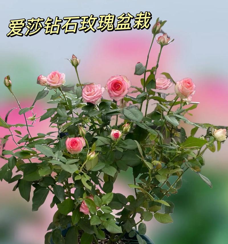 爱莎花卉中哪些寓意适合女生？选择花卉时应注意什么？